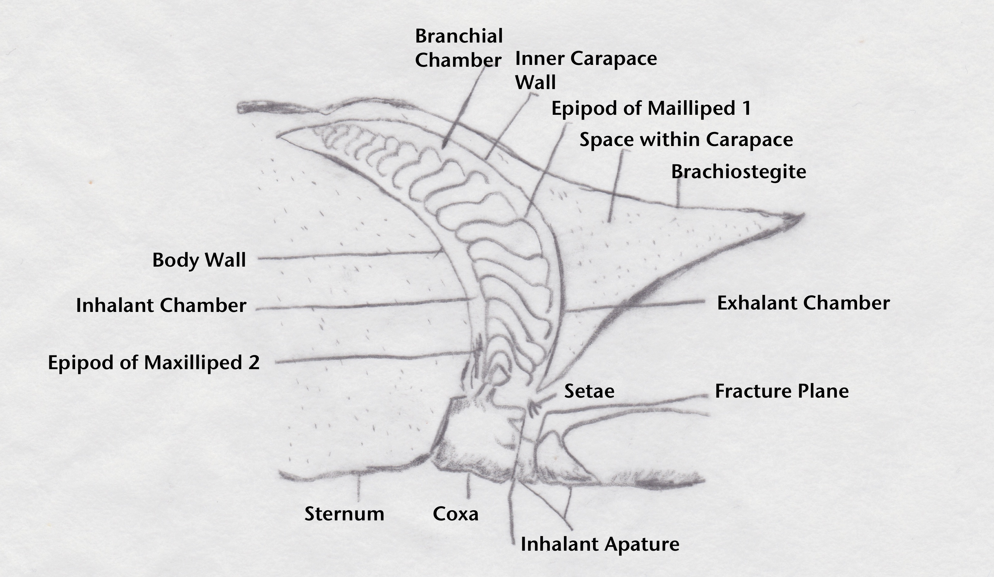 Actaeodes tomentosus Xena Brooks